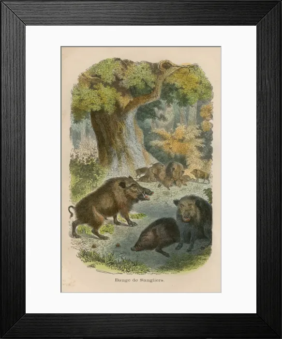Framed Print : Wild boars engraving chromolitography 1880