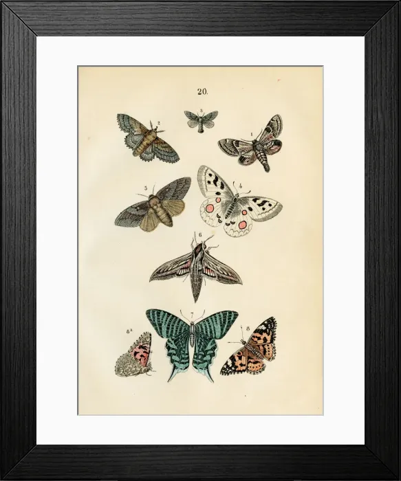 Framed Print : Butterflies engraving 1872 Framed Print : Butterflies engraving 1872