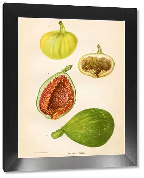 Drying figs illustration 1892