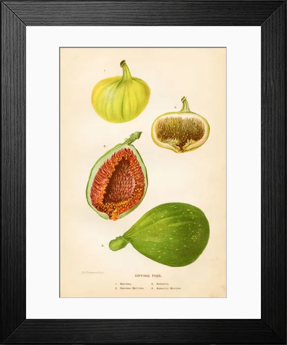 Framed Print : Drying figs illustration 1892 Framed Print : Drying figs illustration 1892