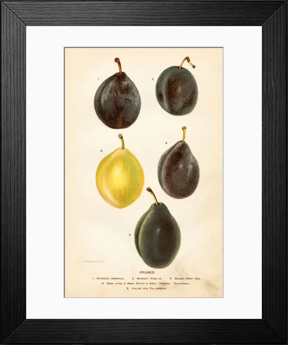 Framed Print : Prunes illustration 1892 Framed Print : Prunes illustration 1892