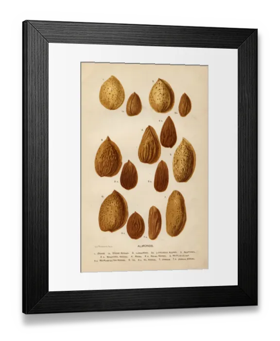 Framed Print : Almonds illustration 1892