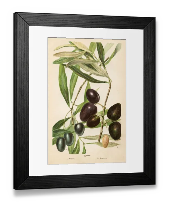 Framed Print : Olives illustration 1892 Framed Print : Olives illustration 1892