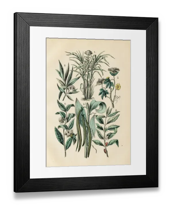 Framed Print : Vanilla, tea, coffee, cotton, sugarcane, clove engraving 1872 Framed Print : Vanilla, tea, coffee, cotton, sugarcane, clove engraving 1872
