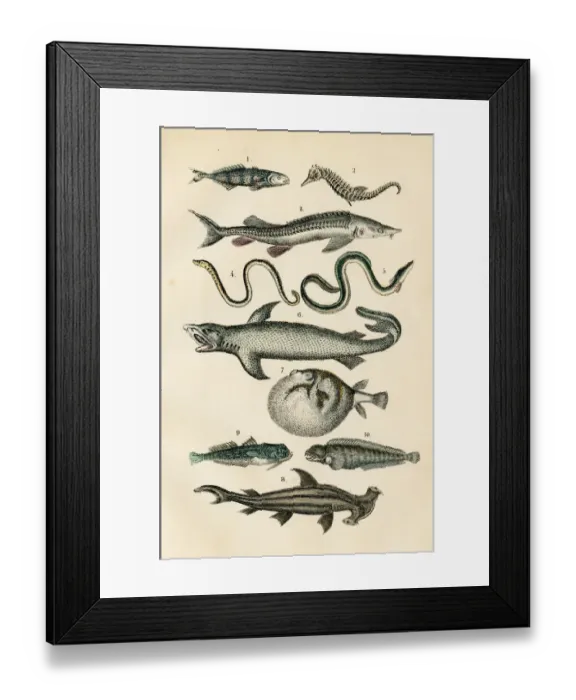 Framed Print : Fish: hammerhead shark, seahorse, puffer, lamprey engraving 1872 Framed Print : Fish: hammerhead shark, seahorse, puffer, lamprey engraving 1872