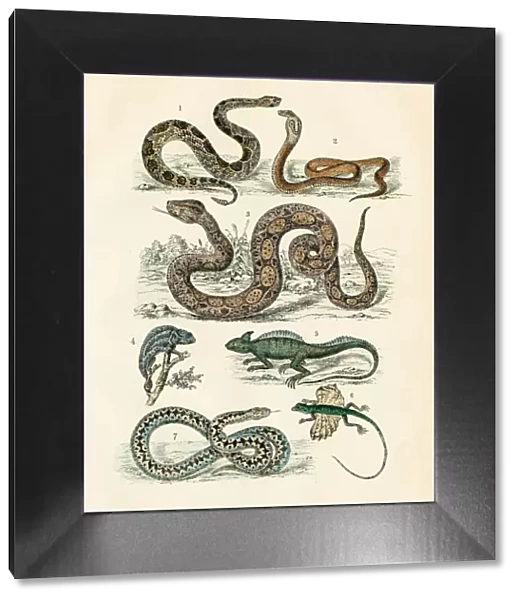 Reptiles: chameleon, flying dragon, basilisk, cobra, rattlesnake engraving 1872