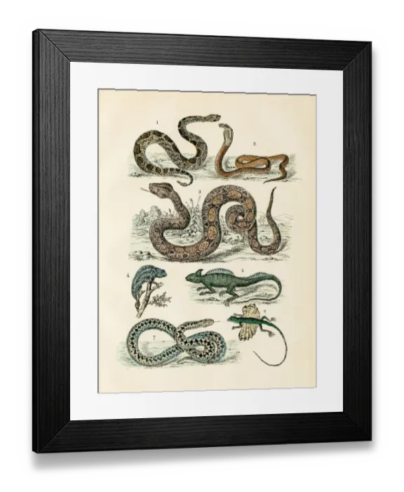 Framed Print : Reptiles: chameleon, flying dragon, basilisk, cobra, rattlesnake engraving 1872 Framed Print : Reptiles: chameleon, flying dragon, basilisk, cobra, rattlesnake engraving 1872