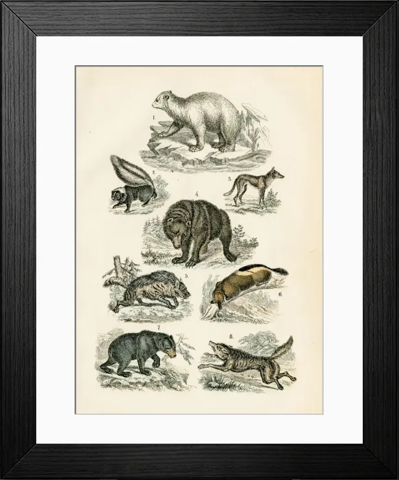 Framed Print : Polar bear, grizzly, wolf, jackal, hyena, skunk engraving 1872 Framed Print : Polar bear, grizzly, wolf, jackal, hyena, skunk engraving 1872