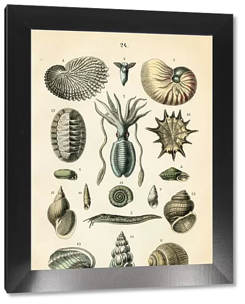 Sea snail, gastropods, squid engraving 1872