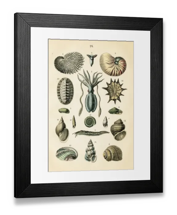 Framed Print : Sea snail, gastropods, squid engraving 1872 Framed Print : Sea snail, gastropods, squid engraving 1872