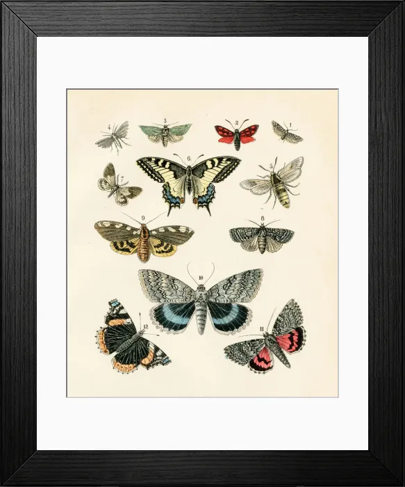 Framed Print : Butterflies engraving 1872 Framed Print : Butterflies engraving 1872