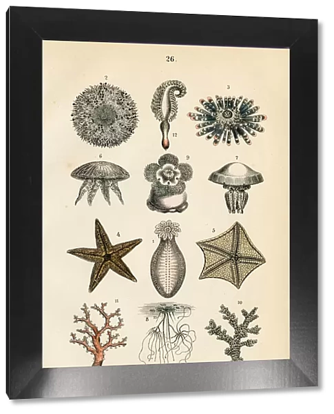 Starfish, coral, sea anemones engraving 1872