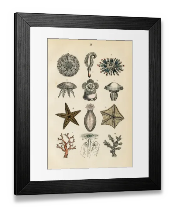 Framed Print : Starfish, coral, sea anemones engraving 1872