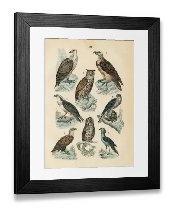 Framed Print : Birds: vulture, osprey, eagle owl, white-tailed eagle engraving 1872 Framed Print : Birds: vulture, osprey, eagle owl, white-tailed eagle engraving 1872