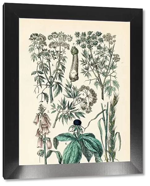 Poisonous Plants engraving 1872