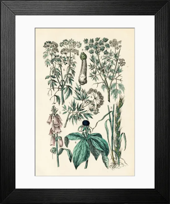 Framed Print : Poisonous Plants engraving 1872 Framed Print : Poisonous Plants engraving 1872