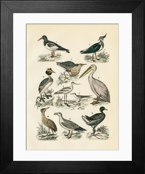 Framed Print : Shore Birds: avocet, oystercatcher, pelican, lapwing, ruff, tern engraving 1872 Framed Print : Shore Birds: avocet, oystercatcher, pelican, lapwing, ruff, tern engraving 1872