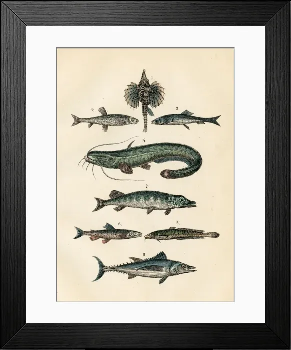 Framed Print : Fish: Tuna, herring, dragon fish, pike engraving 1872 Framed Print : Fish: Tuna, herring, dragon fish, pike engraving 1872