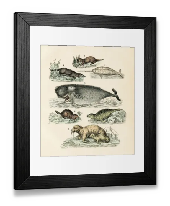 Framed Print : Narwhal, seal, sea lion, sperm whale engraving 1872