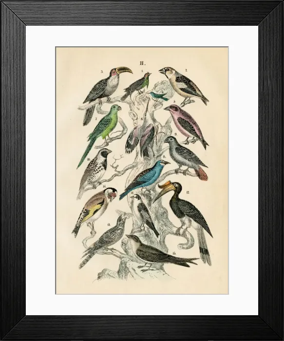 Framed Print : Birds: Toucan, parrot, hornbill, hummingbird, nightjar engraving 1872 Framed Print : Birds: Toucan, parrot, hornbill, hummingbird, nightjar engraving 1872