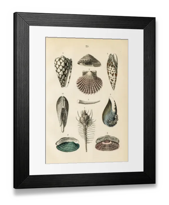 Framed Print : Mollusk: marbled cone, venus comb, dentalium, scallop, clam engraving 1872 Framed Print : Mollusk: marbled cone, venus comb, dentalium, scallop, clam engraving 1872