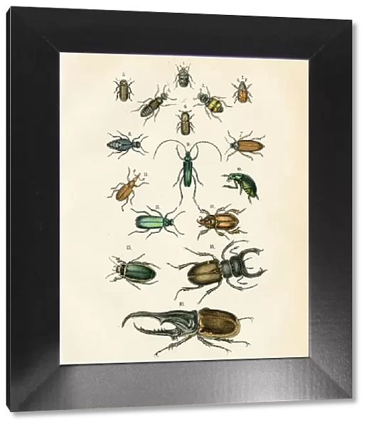 Insects: stag, rhinoceros beetle, oil beetle, hercules beetle engraving 1872