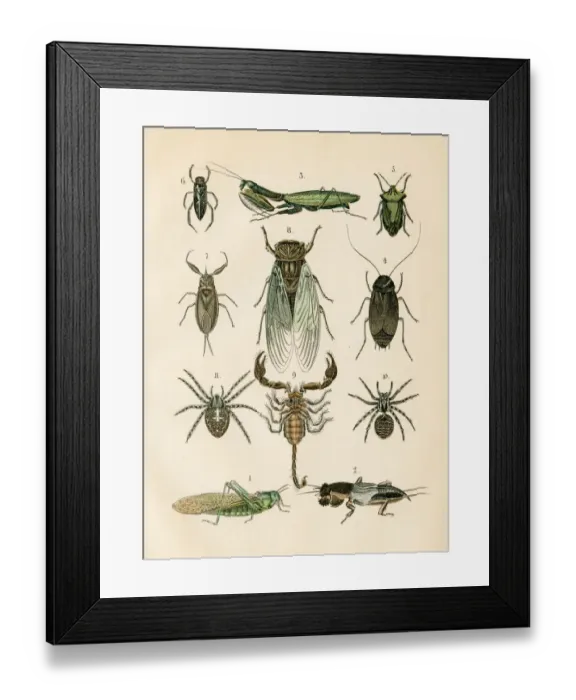 Framed Print : Insects: spider, mantis, cockroach, scorpion engraving 1872 Framed Print : Insects: spider, mantis, cockroach, scorpion engraving 1872