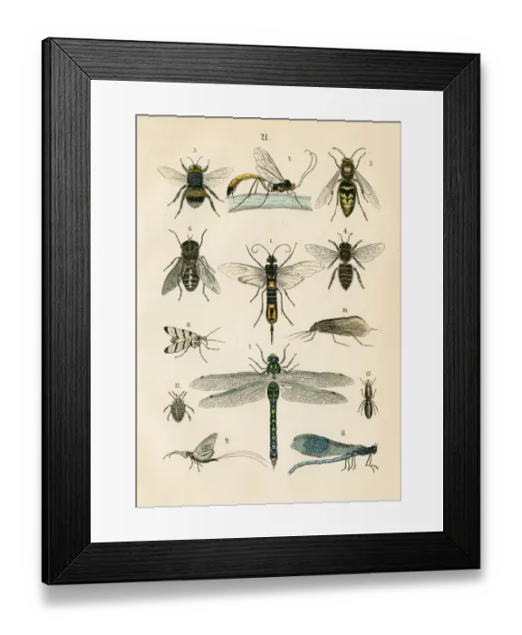 Framed Print : Insects: hawker, bee, hornet, caddisfly, horntail engraving 1872 Framed Print : Insects: hawker, bee, hornet, caddisfly, horntail engraving 1872