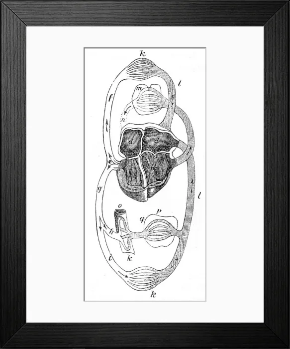 Framed Print : Human skeleton engraving 1872