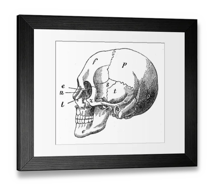 Framed Print : Human skull engraving 1872 Framed Print : Human skull engraving 1872