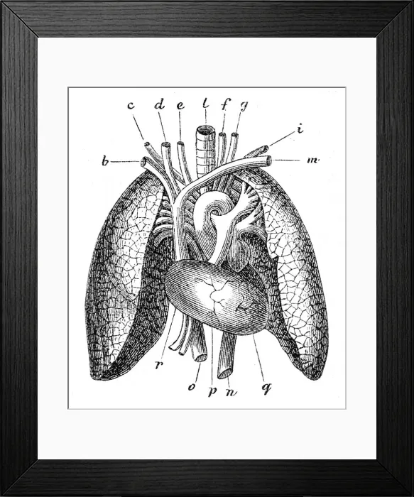 Framed Print : Human lungs engraving 1872 Framed Print : Human lungs engraving 1872