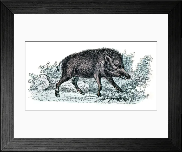 Framed Print : Wild Boar engraving 1872 Framed Print : Wild Boar engraving 1872