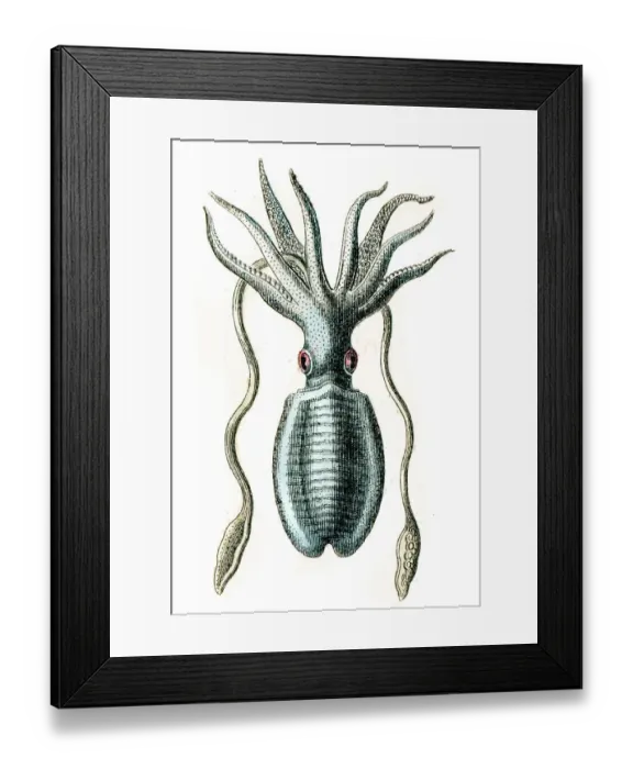 Framed Print : Giant squid engraving 1872 Framed Print : Giant squid engraving 1872