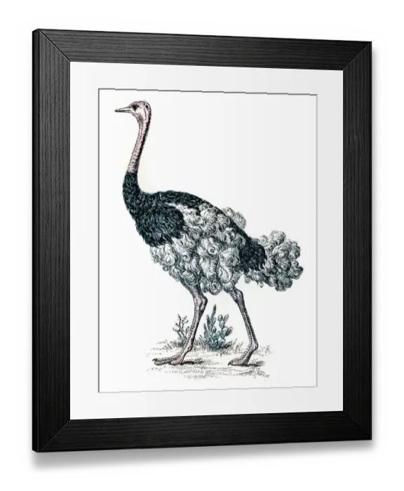 Framed Print : Ostrich engraving 1872 Framed Print : Ostrich engraving 1872