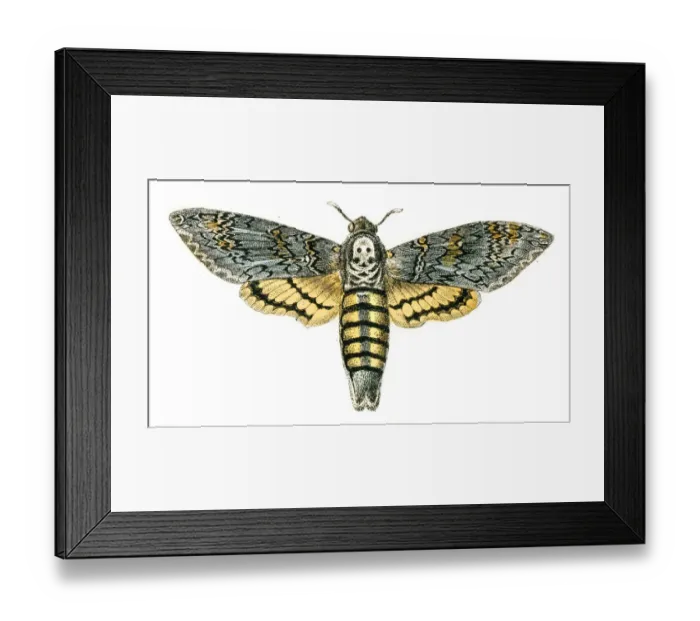 Framed Print : Death s-head hawkmoth engraving 1872 Framed Print : Death s-head hawkmoth engraving 1872