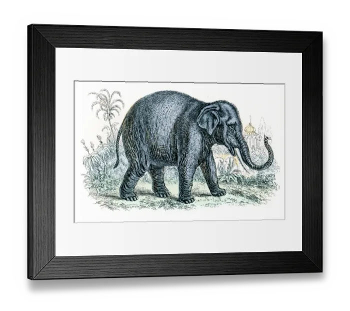 Framed Print : Elephant engraving 1872 Framed Print : Elephant engraving 1872