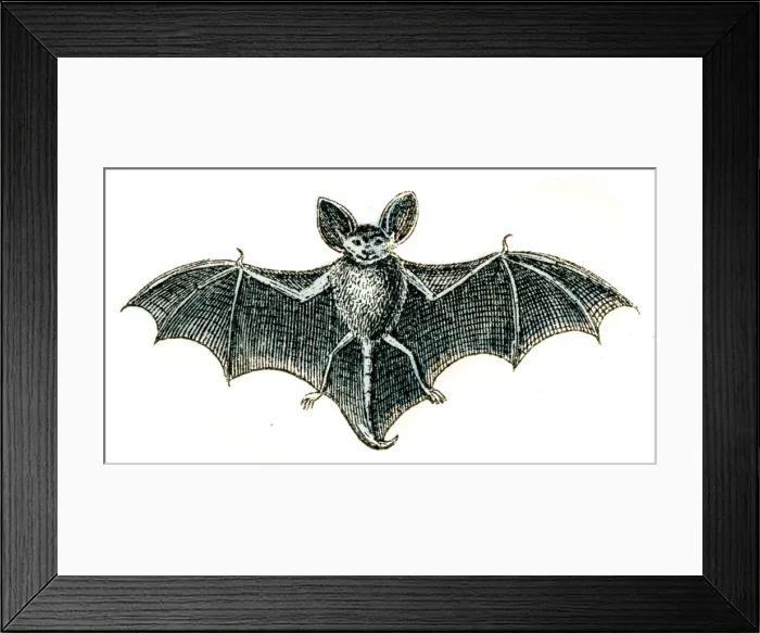 Framed Print : Bat engraving 1872 Framed Print : Bat engraving 1872