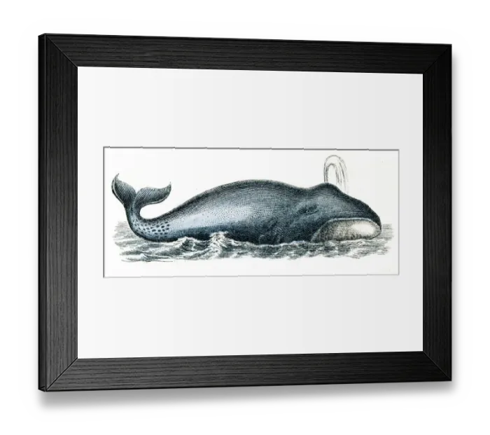 Framed Print : Blue whale engraving 1872 Framed Print : Blue whale engraving 1872
