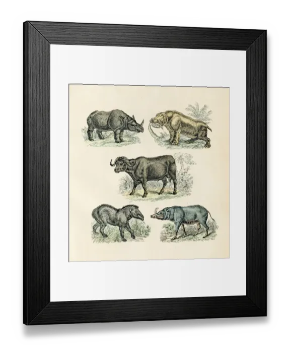 Framed Print : Rhino, buffalo, tapir, hippopotamus engraving 1872 Framed Print : Rhino, buffalo, tapir, hippopotamus engraving 1872