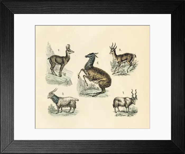 Framed Print : Llama, goat, gazelle, sheep engraving 1872 Framed Print : Llama, goat, gazelle, sheep engraving 1872