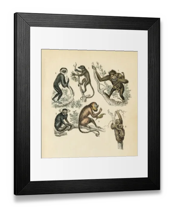 Framed Print : Sloth, maki, gibbon, chimpanze engraving 1872