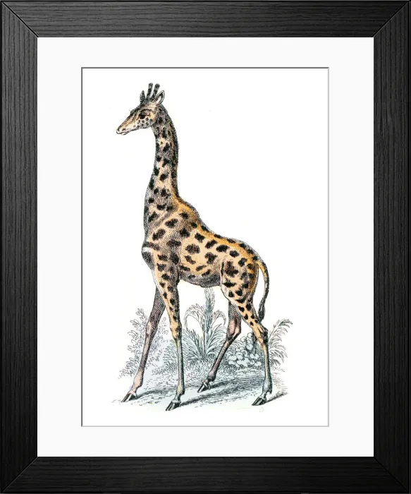 Framed Print : Giraffe engraving 1872 Framed Print : Giraffe engraving 1872