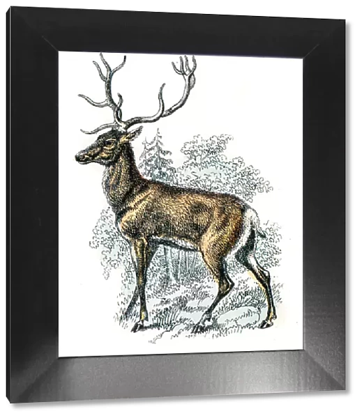 Deer engraving 1872