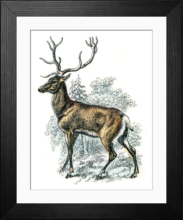 Framed Print : Deer engraving 1872 Framed Print : Deer engraving 1872