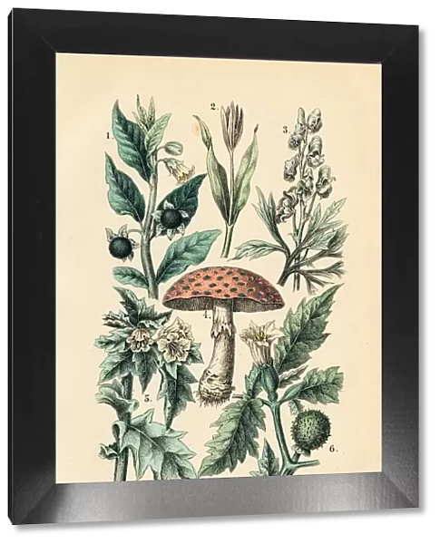Native poisonous plants engraving 1872