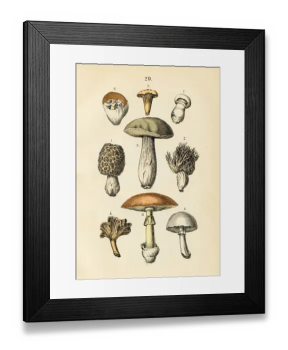 Framed Print : Mushrooms engraving 1872 Framed Print : Mushrooms engraving 1872