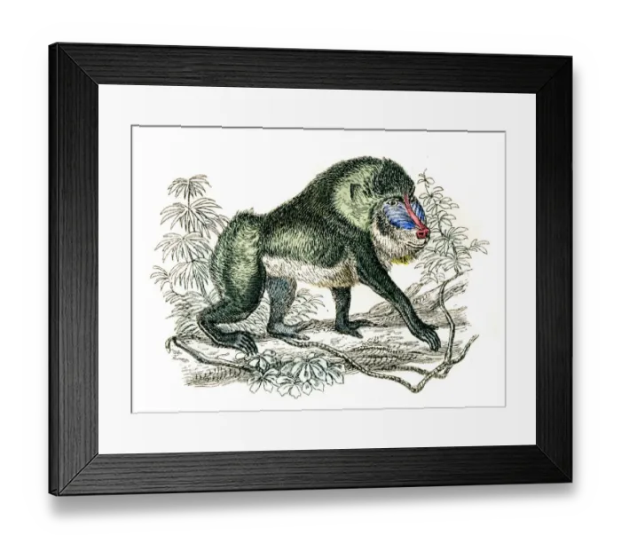 Framed Print : Mandrill engraving 1872 Framed Print : Mandrill engraving 1872