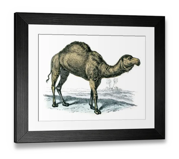 Framed Print : Dromedary camel engraving 1872 Framed Print : Dromedary camel engraving 1872