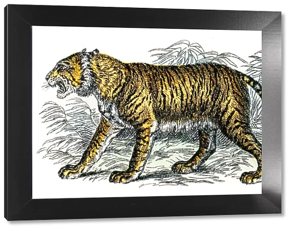 Tiger engraving 1872