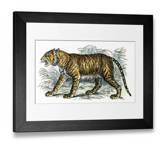 Framed Print : Tiger engraving 1872